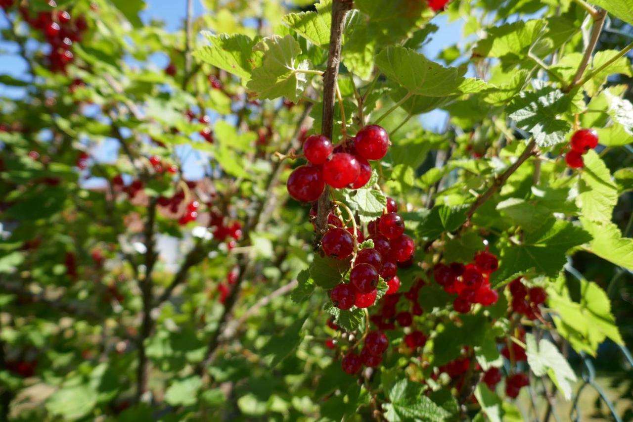 Idas Garten Bad Lauterberg Bagian luar foto