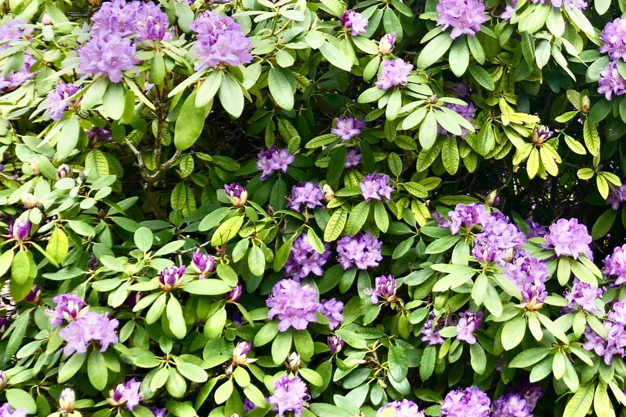 Idas Garten Bad Lauterberg Bagian luar foto