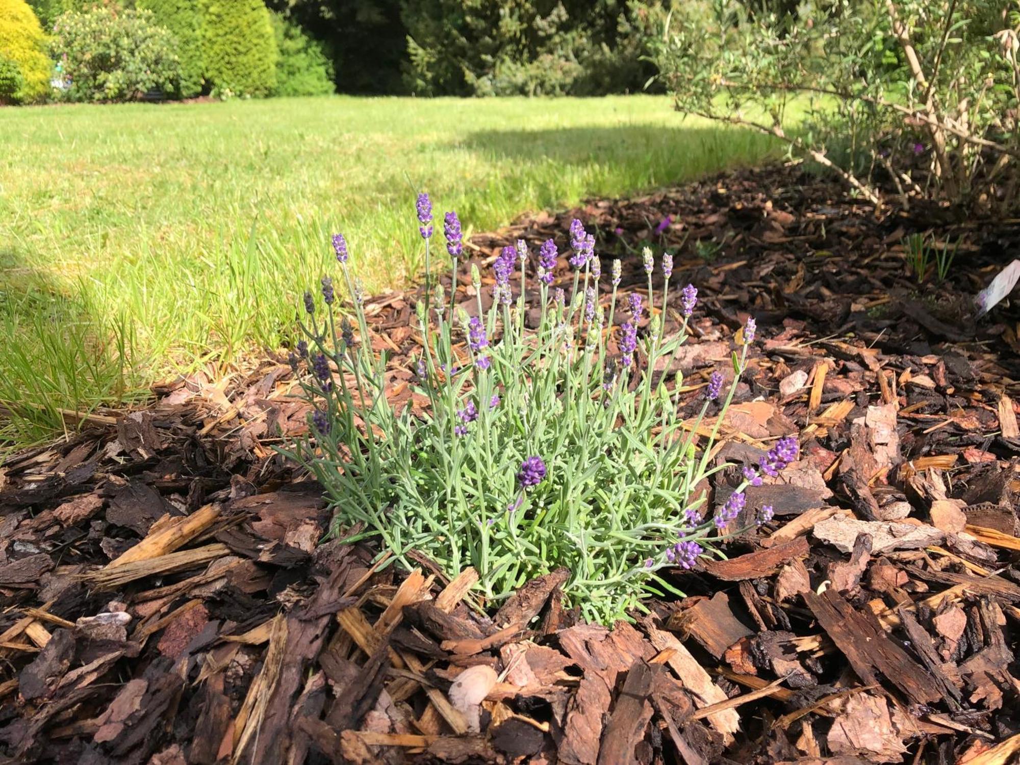 Idas Garten Bad Lauterberg Bagian luar foto